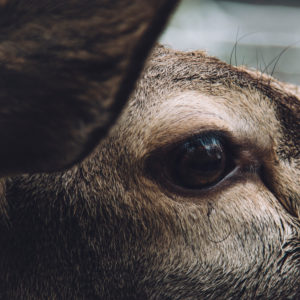 Red deer, detail, eye, close-up Red deer, detail, eye, close-up
